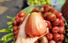 3-4 trái mận hồng giá 200.000 đồng, khách vẫn xuống tiền mua