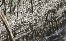 Lần đầu ghi nhận hiện tượng hàng ngàn con cá leo vách thác thẳng đứng cao 15m suốt 10 giờ: Lý do là gì?