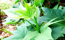 3 loại rau nên trồng trong vườn tháng 4: Bổ như "sâm", 20 ngày có rau ăn