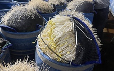 510 tấn giá đỗ "ngậm" chất độc 6-Benzylaminopurine chờ tuồn ra chợ đầu mối: Chuyên gia cảnh báo tác hại và cách chọn giá đỗ “sạch”