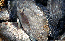 Loài cá bán đầy chợ ở Việt Nam đang được thế giới săn đón