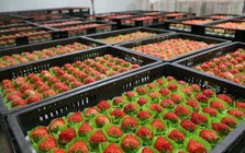 Rẻ hơn sầu riêng, một loại nông sản của Việt Nam bất ngờ xuất khẩu bùng nổ 2.000 lần ngay đầu năm