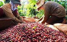 Cà phê Việt bán khắp châu Âu, vì sao người tiêu dùng không biết?