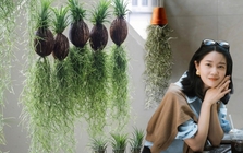 Thú chơi "cây không khí" giải nhiệt mùa hè: Không đất, không rễ vẫn sống xanh mướt, làm thoáng không gian nhà bạn!