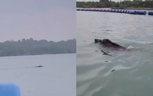 Thấy 'thủy quái' bơi vụt qua trước mặt, nhóm người vội gọi hỗ trợ, chuyên gia nói: Đây là điều rất hiếm!