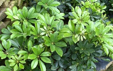 4 loại cây vừa đuổi rắn lại có khả năng trấn trạch, xua đuổi tà khí bảo vệ gia chủ