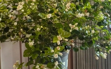 Không phải kim tiền, đây mới là 4 loài cây người giàu thích mê, vừa thẩm mỹ, vừa tốt cho sức khỏe cả nhà