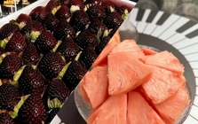 Màu sắc thay đổi, giá trị tăng gấp đôi? Vì sao dứa hồng, dâu tây đen và các loại trái cây có màu lạ thường có giá rất cao?