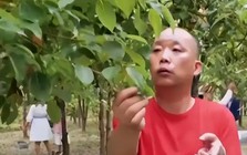 Phát hiện người đàn ông kiếm hơn 382 tỷ đồng/năm nhờ lá cây