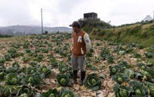 Nông dân ở quốc gia Đông Nam Á này bỏ mặc rau củ thối rữa trên đồng, nhìn túi tiền 'bốc hơi' theo giá dầu - Điều gì đang xảy ra?