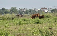 Công trình hơn 185 tỷ làm gần 1 thập kỷ không xong, thành nơi chăn thả bò