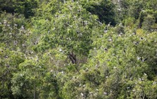 Phát hiện loài vật quý hiếm tưởng như sắp tuyệt chủng bỗng xuất hiện hàng trăm con: Nhiều người Việt vui mừng