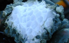 Kỹ sư Nga tạo đột phá tại "kho báu năng lượng" khổng lồ ở Bắc Cực; Thế giới chưa từng khai thác được