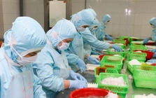 Doanh nghiệp xuất khẩu tôm 'cầu cứu'