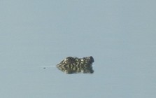 Loài vật chỉ còn 2 cá thể trên thế giới bất ngờ xuất hiện, ai thấy cũng nói quá may mắn