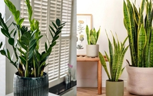6 loại cây lọc không khí cực tốt được hẳn NASA xác nhận: Dễ chăm - khó chết, đặc biệt phù hợp với khí hậu nắng nóng ở Việt Nam
