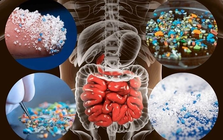 Vật này trong nhà là "ổ VI NHỰA", càng dùng càng rước bệnh!