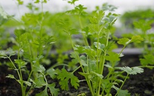 Loại rau giúp đào thải kim loại nặng tự nhiên, Việt Nam có rất nhiều