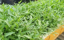 Lời khuyên dành cho những gia đình đang trồng rau muống