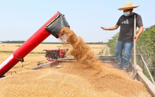 Không phải sầu riêng, Campuchia vừa đón tin cực vui ở mặt hàng đang cạnh tranh với Việt Nam - Trung Quốc góp công lớn