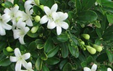 5 lý do bạn nên trồng một cây nguyệt quế trước nhà
