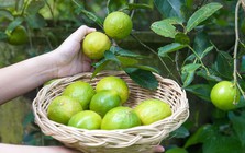 5 lý do vì sao bạn nên trồng 1 cây chanh trong nhà