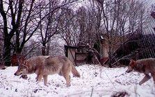 Sói hoang ở ‘đất chết’ Chernobyl tiến hoá, giới khoa học phát hiện dị thường