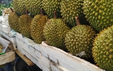 Lời khuyên khi mua sầu riêng