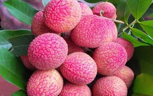 Loại vải to như quả trứng gà, giá 400.000 đồng/kg vẫn không có để ăn tại Thanh Hà