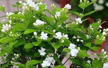 Lời khuyên dành cho những gia đình đang trồng hoa nhài