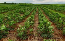 Mỏ 'vàng trắng dưới lòng đất' của Việt Nam vừa đón tin cực vui từ Hàn Quốc