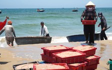 Ruốc xuất hiện dày đặc, ngư dân Đà Nẵng 'bỏ túi' bạc triệu sau vài giờ vươn khơi