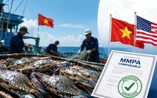 Tin vui với ghẹ Việt Nam xuất Mỹ