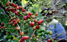 Một giống cà phê Việt trồng ở Cuba cho năng suất tăng gấp 8 lần giống bản địa