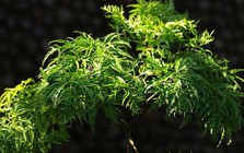 Vì sao người xưa thường trồng một cây đinh lăng trong nhà?