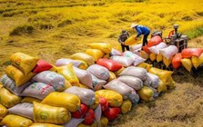 Xuất khẩu 70.000 tấn gạo Việt xanh phát thải thấp