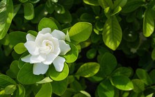 5 loại cây thơm phức, rất nên trồng trong vườn nhà: Mang lại vận may, hạnh phúc