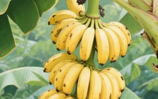 Đừng mua 5 loại chuối này, dù có rẻ đến đâu vì là "chuối được xử lý bằng hóa chất", người bán không dám ăn