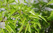 3 ý nghĩa phong thủy khiến người xưa chọn trồng cây đinh lăng trước nhà