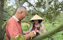 Cơn lao dốc của ‘vua trái cây’: Thương lái bỏ cọc, nhà vườn ôm nợ