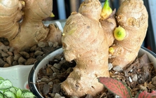 5 lý do nên trồng gừng trong nhà