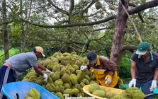 Đề nghị Bộ Công an vào cuộc xử lý việc mua bán mã số vùng trồng