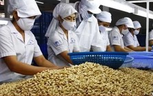 Ngành điều Việt Nam: Từ 'công xưởng chế biến' tới bài toán thương hiệu