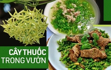 "Thần dược" mùa hè: Loại hoa vừa làm rau ngon, vừa là bài thuốc ngủ tự nhiên cho cả nhà