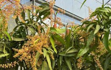 Quả "trứng mặt trời" đắt đỏ bậc nhất thế giới, 100 triệu đồng/cặp, ở Việt Nam có người trồng thành công