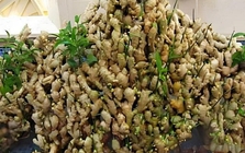 Lợi ích của trồng gừng