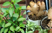 3 cây gia vị nên trồng trong nhà