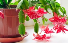 Có nên trồng Lan Càng Cua trước cửa nhà không?