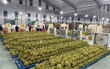 Cuộc đua kiểm nghiệm sầu riêng xuất khẩu: Container ùn ứ, doanh nghiệp 'hụt hơi'