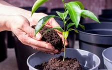 3 lý do nên có một cây chanh trong nhà